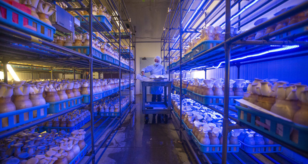 Ezela Hernandez processes Maitake Frondosa mushroom under blue light spectrum at Gourmet Mushrooms in Sebastopol. (photo by John Burgess/The Press Democrat)