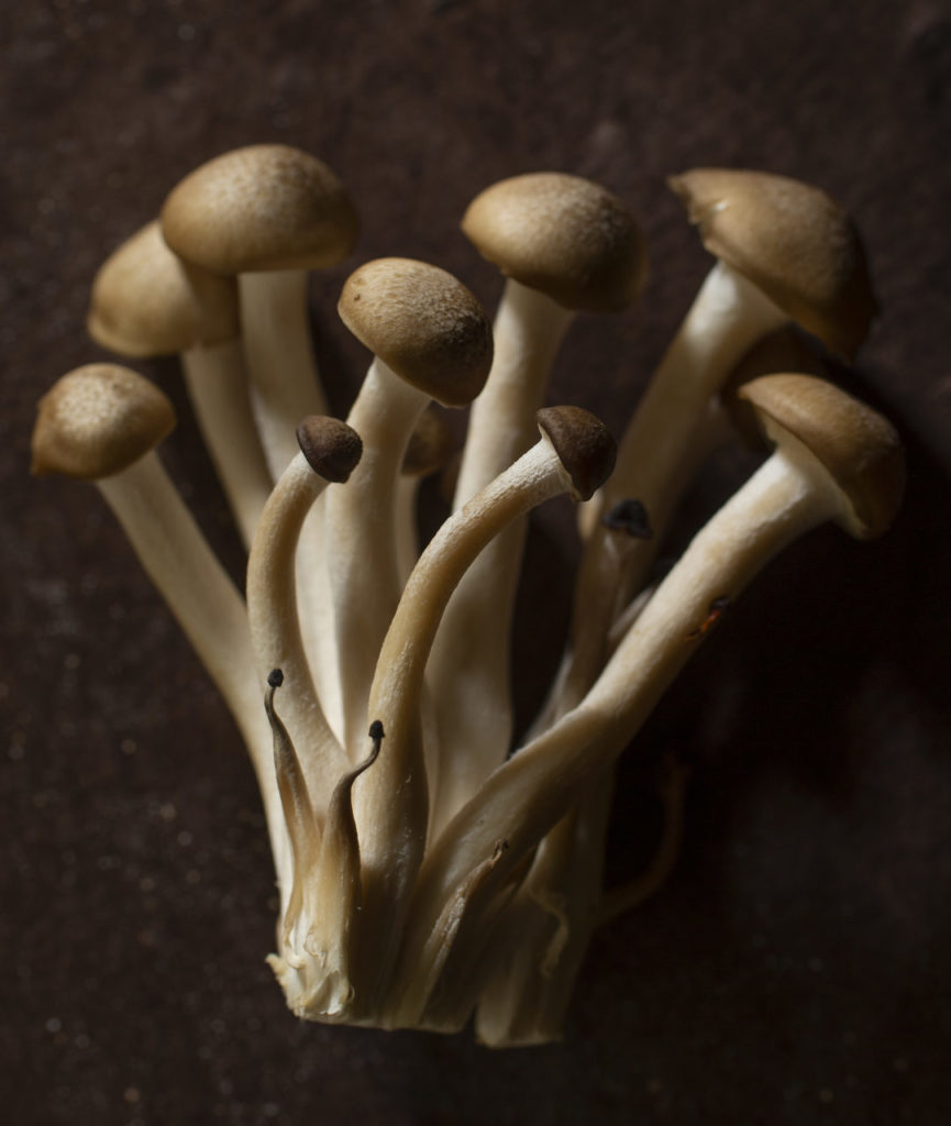 Brown Clamshell mushrooms from Gourmet Mushrooms in Sebastopol. (photo by John Burgess/The Press Democrat)