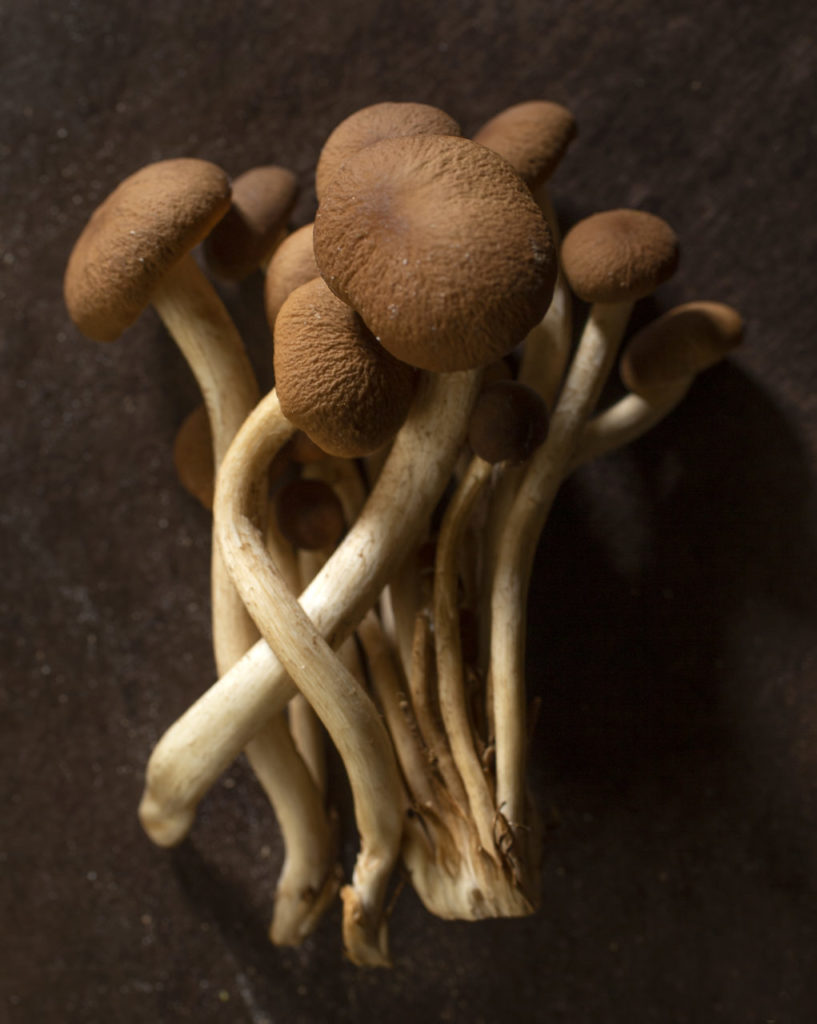 Velvet Pioppini mushroom from Gourmet Mushrooms in Sebastopol. (photo by John Burgess/The Press Democrat)