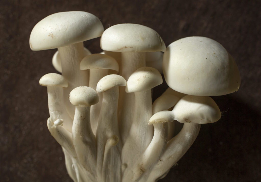 Alba Clamshell mushrooms from Gourmet Mushrooms in Sebastopol. (photo by John Burgess/The Press Democrat)