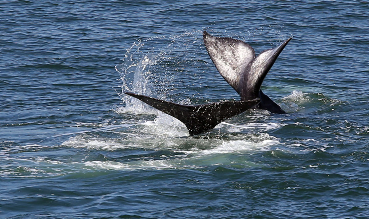 5/3/2014:A1: PASSING THROUGH: A pair of gray whales move north past Bodega Head on Thursday as they migrate to their summer feeding grounds off Alaska. The giant mammals have put on quite a show this week for visitors to the popular whale-watching spot that juts out into the ocean at the northern edge of Bodega Bay. PC: A pair of gray whales make their way north during their migration past Bodega Head on Thursday, May 1, 2014. (Christopher Chung/ The Press Democrat)