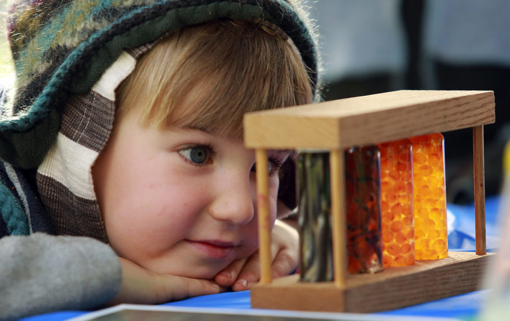 Viewing the early stages of hatchery development at the Lake Sonoma Steelhead Festival. (Photo by John Burgess/The Press Democrat)