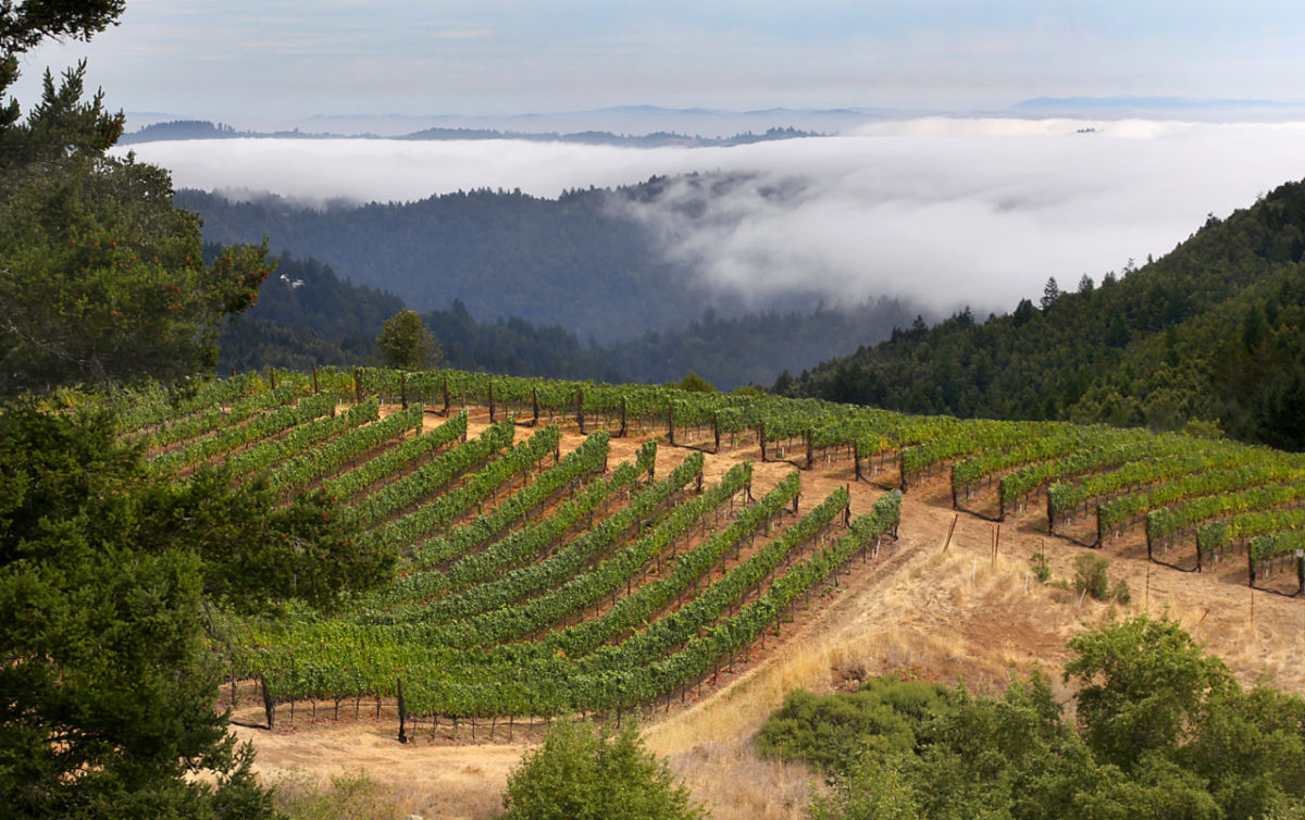 The Fort Ross Winery and Vineyard, owned by Lester and Linda Schwartz, overlooks the Pacific Ocean and the rolling timber strewn hills of northwestern Sonoma County on Myers Grade. (Kent Porter / Press Democrat) 2012