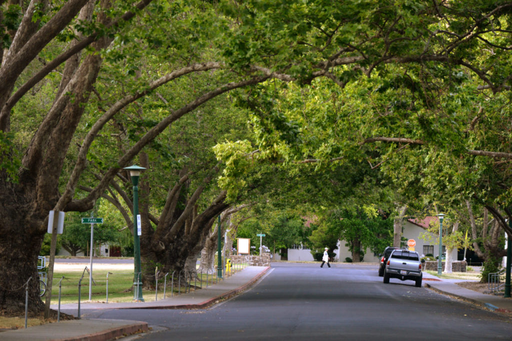 Trees arch over Holt Road before the road hits Arnold Drive on the grounds of the Sonoma Development Center in Eldridge, California. June 29, 2015. (Photo: Erik Castro/for Sonoma Magazine)
