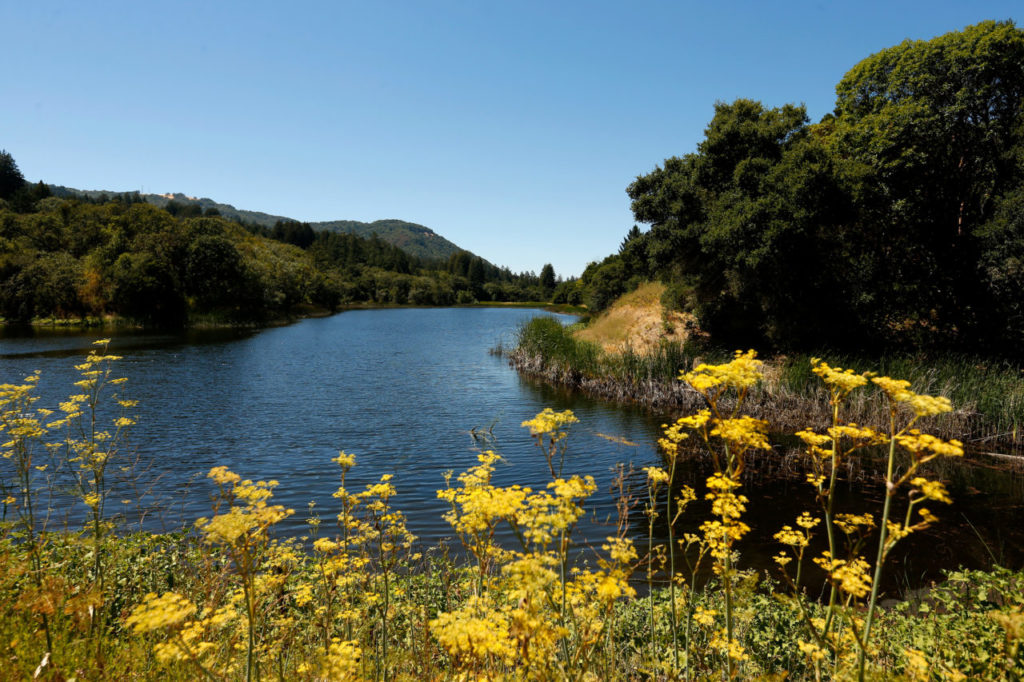 Fern Lake reservoir in the wilderness area behind Sonoma Developmental Center, in Eldridge, California on Saturday, July 23, 2016. (Alvin Jornada / The Press Democrat)