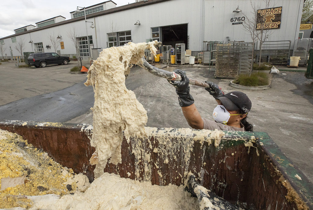 Mike Ramirez shovels water-logged bread dough into garbage bins outside of Village Bakery in the Barlow business district in Sebastopol on Monday. (photo by John Burgess/The Press Democrat)