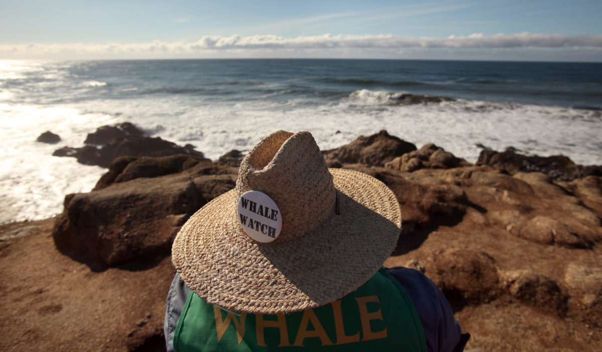 1/7/2013: B2: PC: Whale Watch volunteer Larry Tiller, of Healdsburg, watches the horizon for spouts from Bodega Head on Sunday, January 6, 2013. (Christopher Chung/ The Press Democrat)