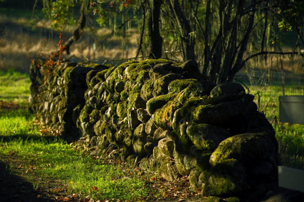 Moss covered stone wall near a bridge over Stuart Creek Glen Oak Ranch, owned by Sonoma Land Trust