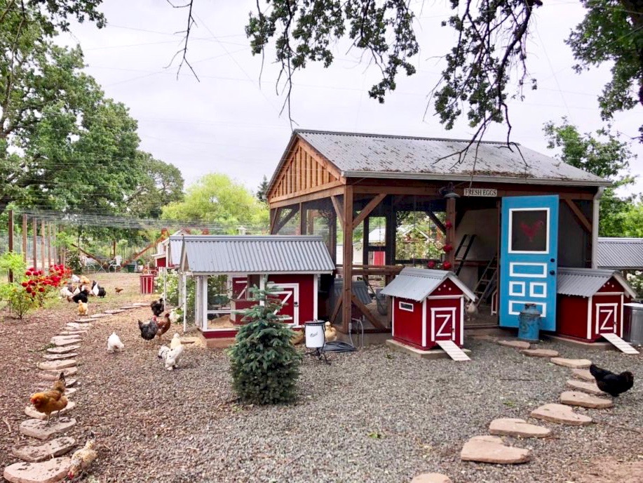 Scandinavian Farmer Creates Chicken Paradise in Sonoma