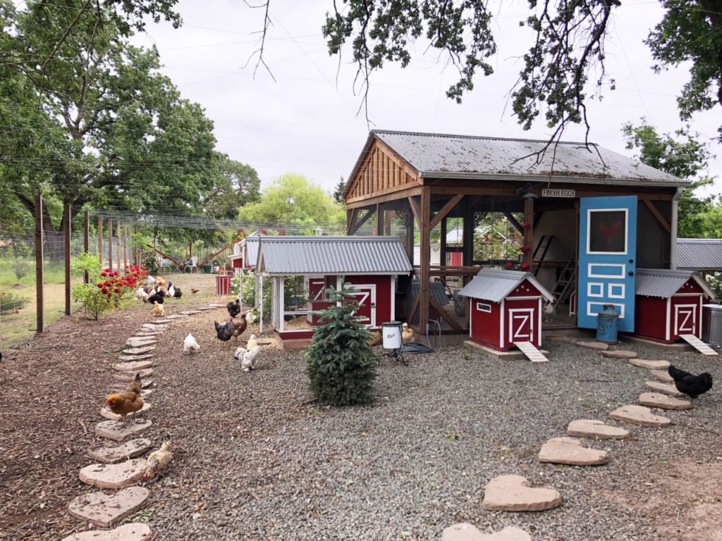 Scandinavian Farmer Creates Chicken Paradise in Sonoma - Sonoma Magazine