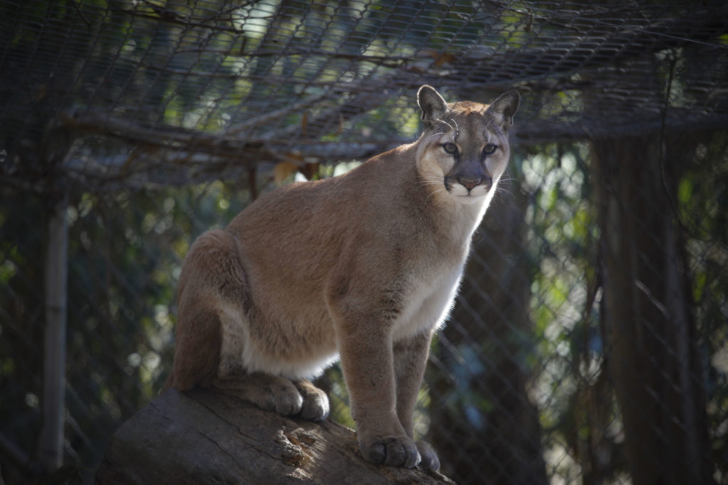 The Wildlife Rescue of Sonoma County in Petaluma has taken in a record number of animals this year. The animal care specialists and volunteers rescue, rehab and release the animals. This is Nicole, a mountain lion that has been at the non-profit shelter for over two years. (CRISTINA PASCUAL/ARGUS-COURIER STAFF)