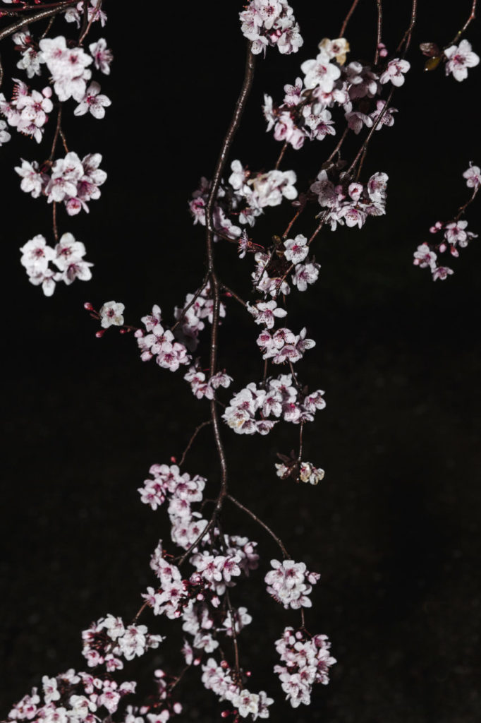 Plum tree (prunus mume) blossoms at night.