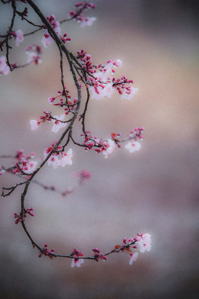 Close up of plum tree blossoms in Sonoma County.