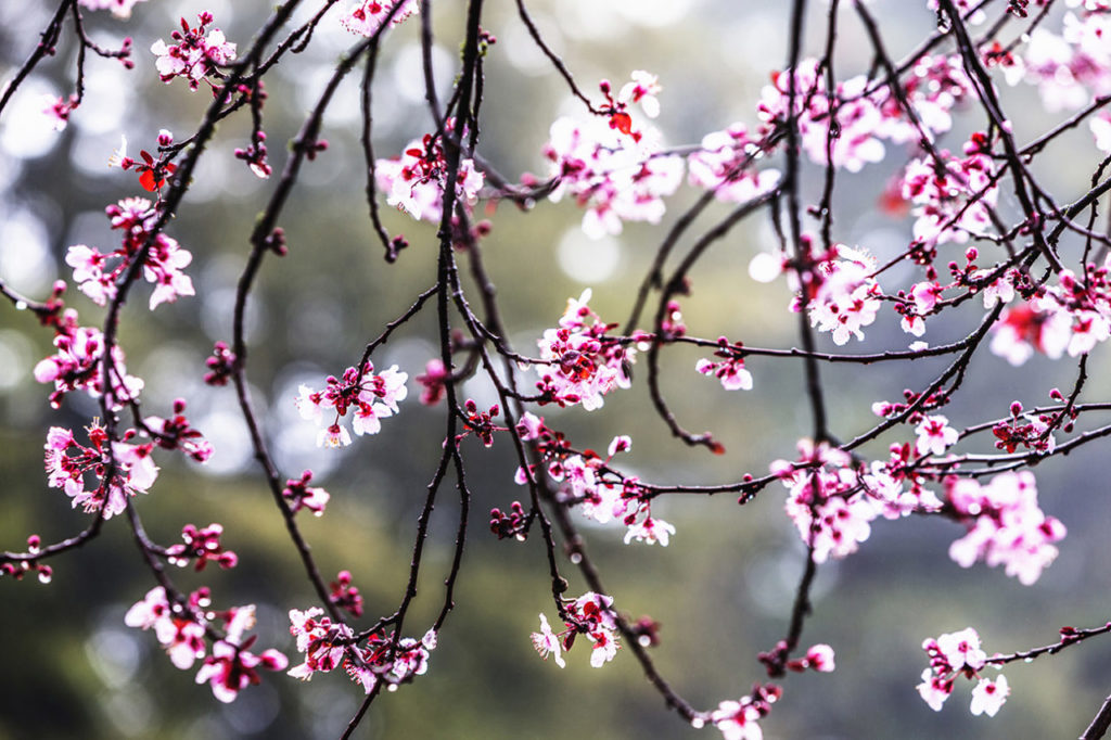 Close up of plum tree blossoms in Sonoma County.