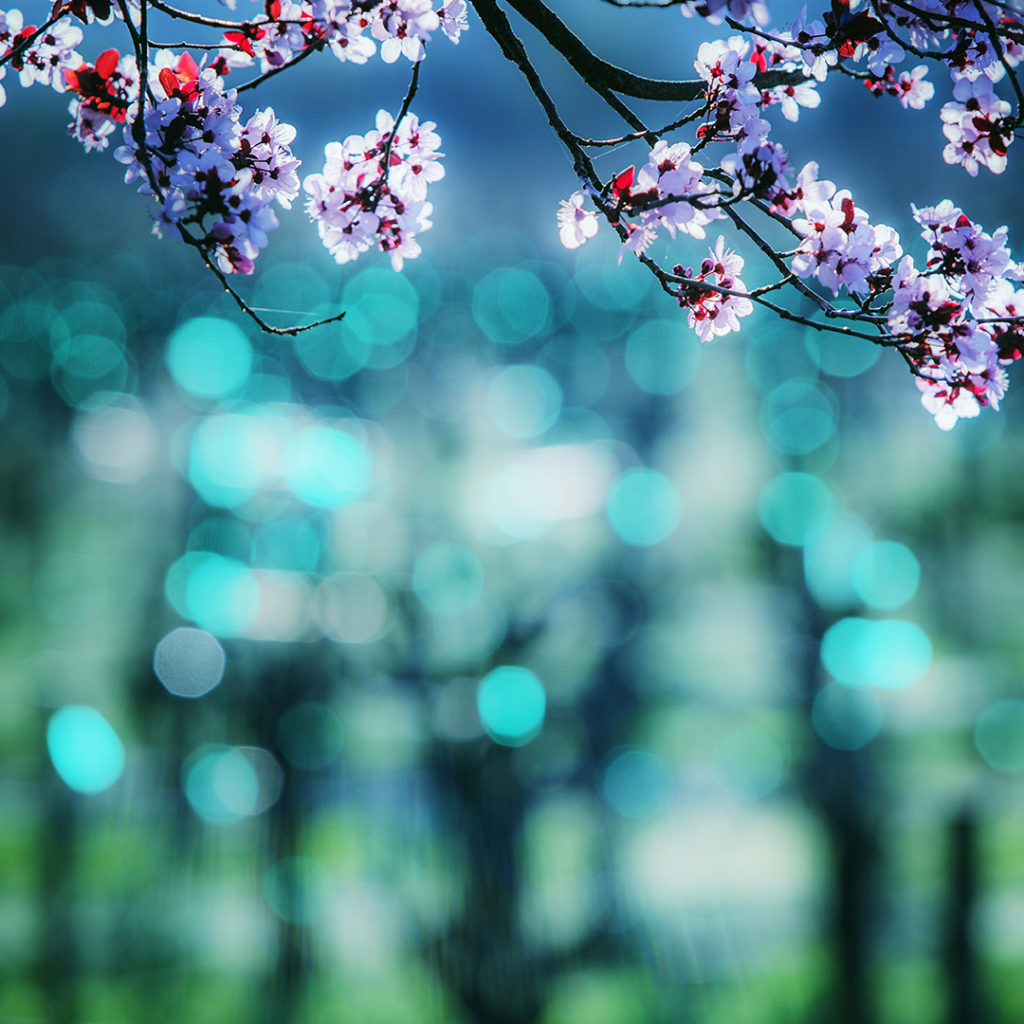 Colorful plum tree blossoms in Sonoma County.
