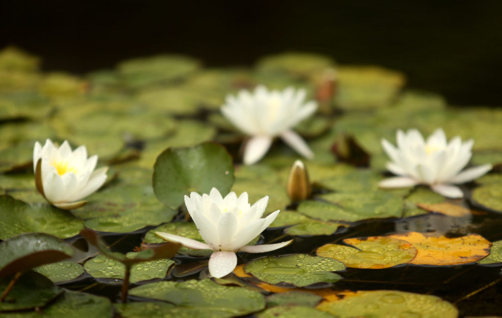 Water lilies in the pond of the meditation garden at Osmosis Day Spa Sanctuary, in Freestone, on Wednesday, June 26, 2013. (Christopher Chung/ The Press Democrat)