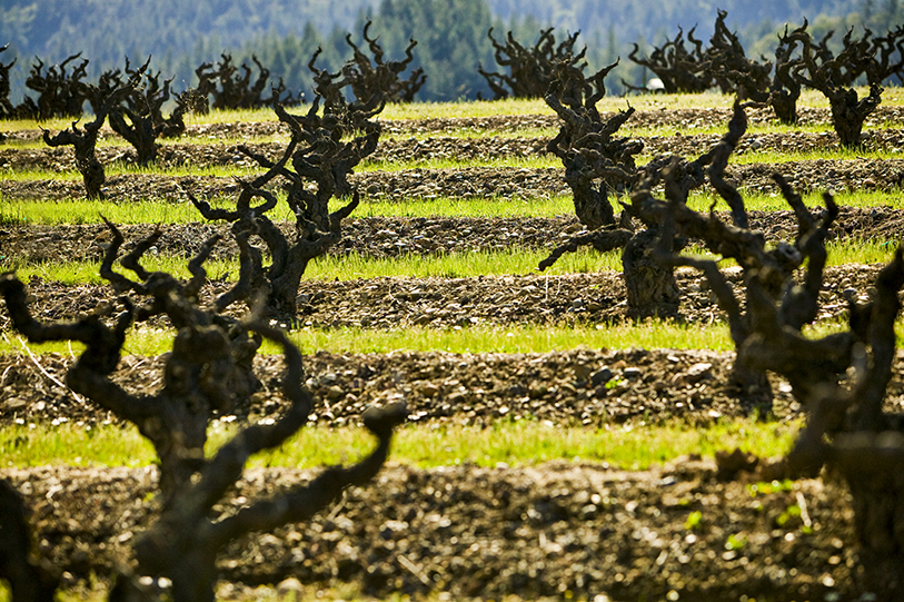 Saturday, April 28; 9:30 a.m.: Saini Vineyards Hosted by George Christie and Mike Saini Make sure you’re in comfortable walking shoes or hiking boots and take advantage of the mild morning weather on a vineyard tour. Mike Saini and George Christie will take you through three choice blocks of old vine zinfandel--the grapes for which Dry Creek Valley is most famous. After the outdoor tour concludes, you’ll be able to check out Dry Creek’s newest tasting room. (Photo Credit: Winegrowers of Dry Creek Valley)