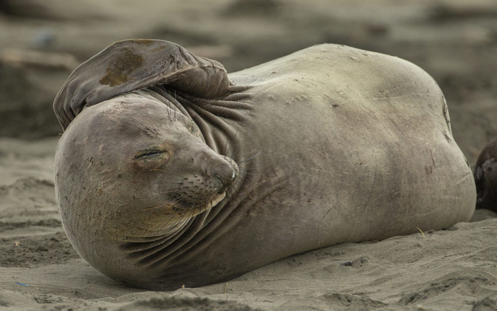 Without tourists and park rangers to discourage them during the government shutdown, northern elephant seals in Pt. Reyes National Seashore have expanded their pupping grounds south from Chimney Rock to Drakes beach where 50 females have given birth to 40 pups. (photo by John Burgess/The Press Democrat)