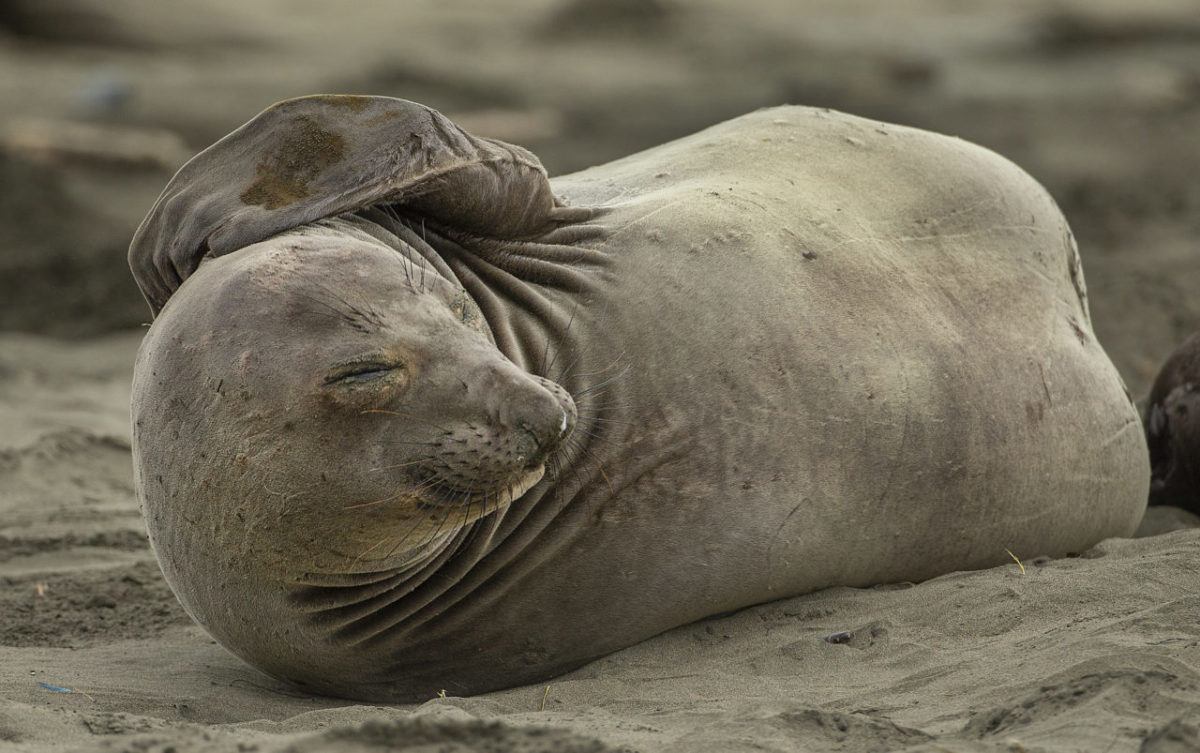 Without tourists and park rangers to discourage them during the government shutdown, northern elephant seals in Pt. Reyes National Seashore have expanded their pupping grounds south from Chimney Rock to Drakes beach where 50 females have given birth to 40 pups. (photo by John Burgess/The Press Democrat)