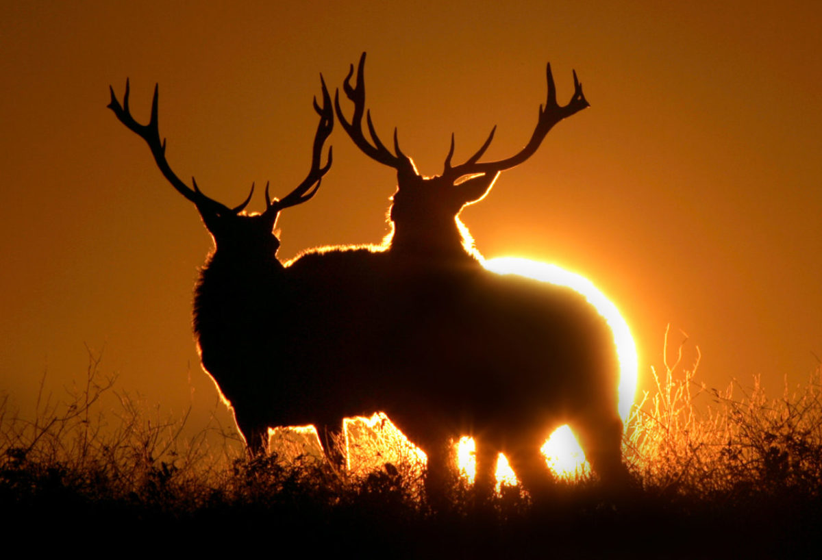 Two young tule elk bulls practice their jousting in the Pt. Reyes National Seashore. Ten of the native elk were retintroduced at Tomales Point in 1978, and their population has grown to over 400 within the park. (photo by John Burgess/The Press Democrat)