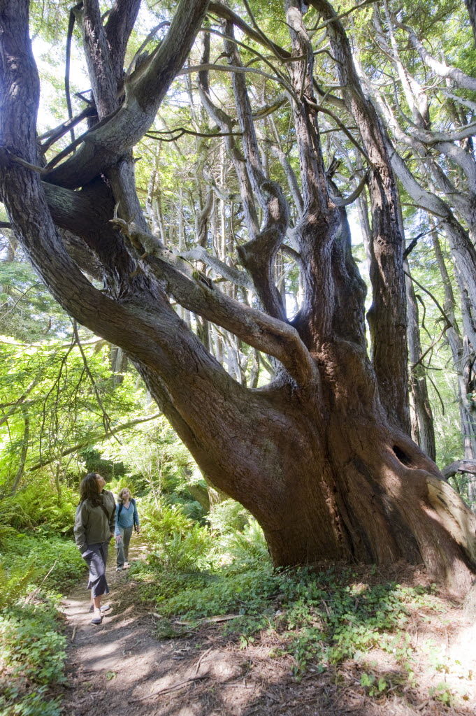 The gnarled trees within the 50,000 acre Usal Redwood Forest are featured in the new "Ice on Fire" documentary. (Redwood Forest Foundation)