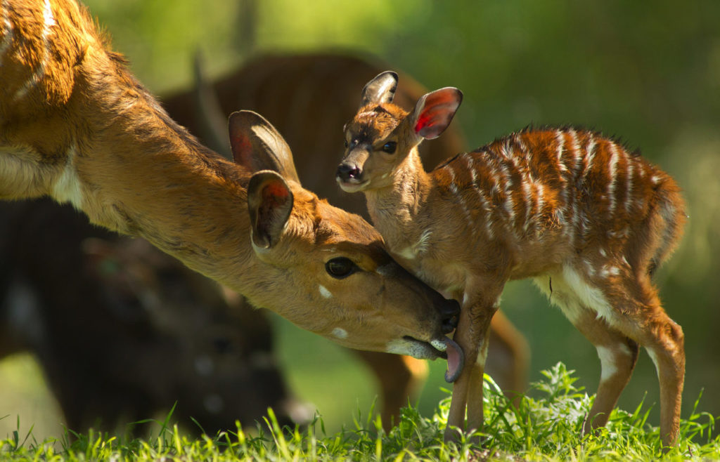 A mother Nyala, an antelope from southern Africa, licks her baby clean hours after her birth at Safari west April 10, 2014.