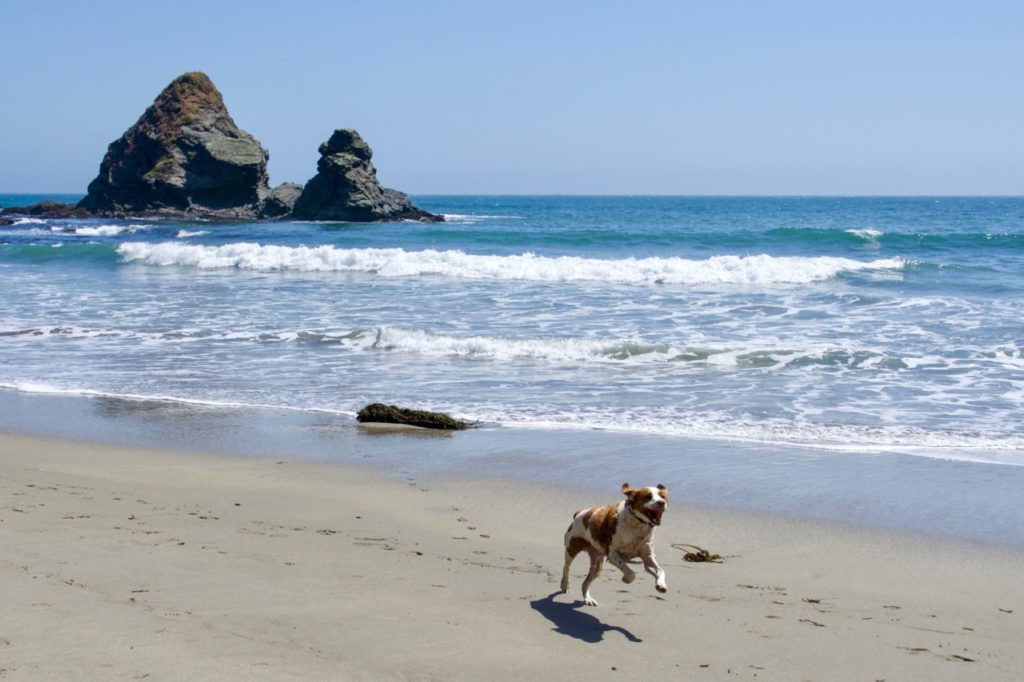11 Spots Where You Can Camp by the Beach in Sonoma, Mendocino and Marin