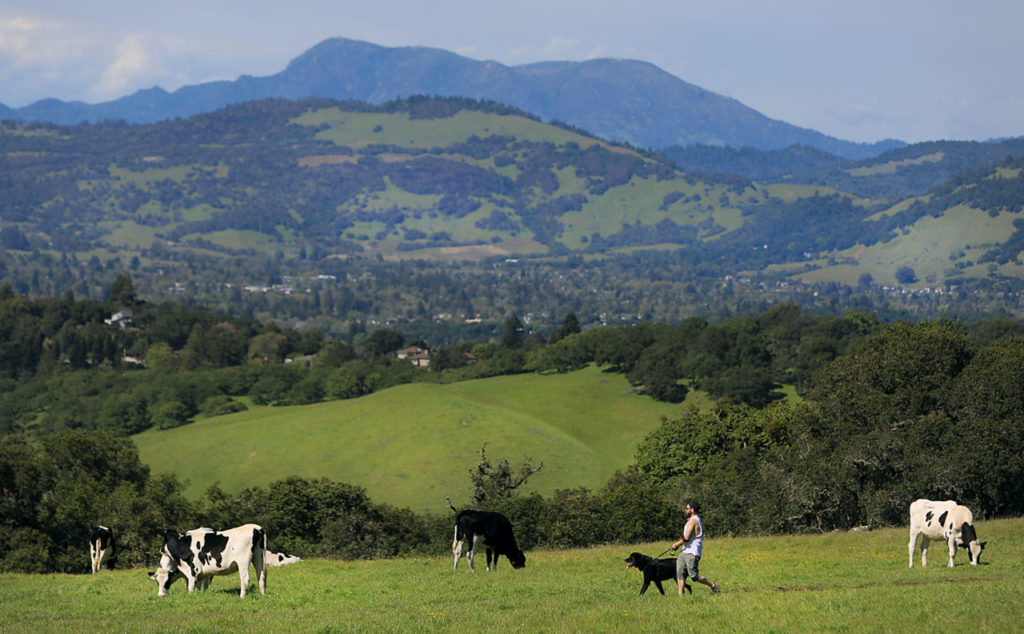 Taylor Mountain Regional Park: Located in southeast Santa Rosa, Taylor Mountain Regional Park offers panoramic views of the city from the summit. There are a total of 5.5 miles of hiking and biking trails. Additionally, the park offers horseback riding and even a golf course. (Kent Porter/The Press Democrat)