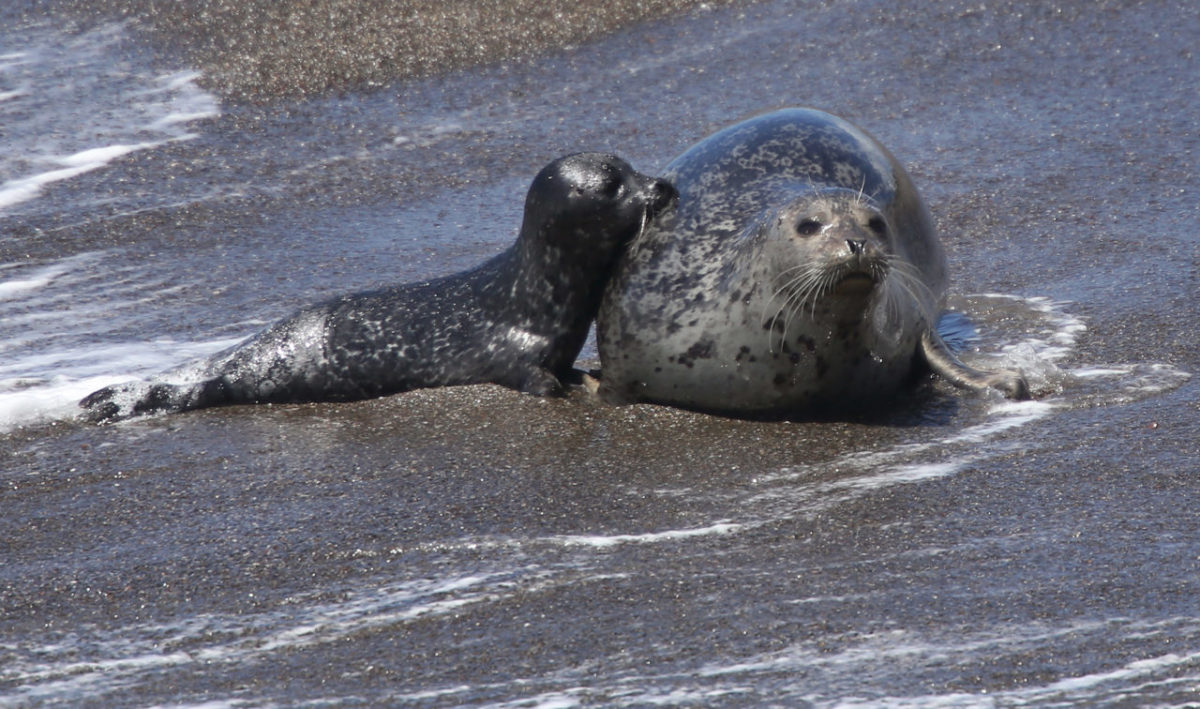 4/18/2013: B1: A seal and her pup navigate the waves Monday at Goat Rock Beach near Jenner at the mouth of the Russian River. PC: A seal and her pup navigate the waves at Goat Rock Beach, near Jenner, at the mouth of the Russian River on Monday, April 15, 2013. (Christopher Chung/ The Press Democrat)