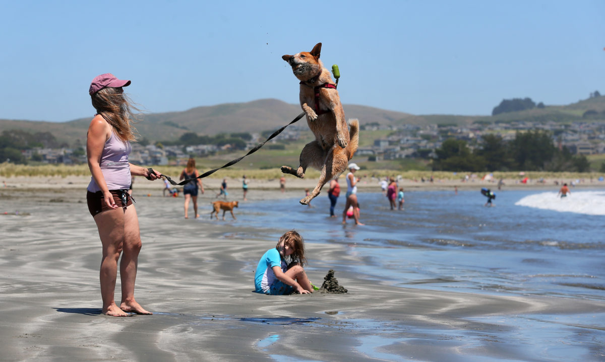 Mikos leaps into the air to catch a ball tossed by Ingrid Stearns on the beach at Doran Regional Park, in Bodega Bay on Wednesday, June 3, 2020. Sonoma County parks and beaches reopened Wednesday, with State beaches expected to open this weekend. (Christopher Chung/ The Press Democrat)