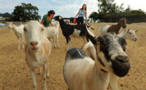 Goat time: Volunteer with Santa Rosa’s Goatlandia, a sanctuary farm for rescued farm animals such as goats, pigs and chickens. Meet the animals by helping the farm with feeding, coop cleaning and other fun projects. Volunteer regularly (12-week minimum commitment) by applying on their website, or schedule an appointment to volunteer on a one-time basis with no commitment necessary. (John Burgess/Press Democrat)