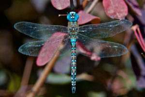 Blue-eyed Darner Dragonfly (Photo by Craig Tooley)