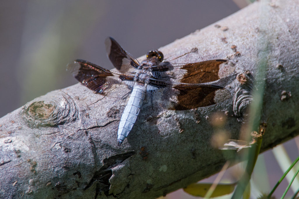 Common Whitetail Dragonfly. (Photo by Craig Tooley)