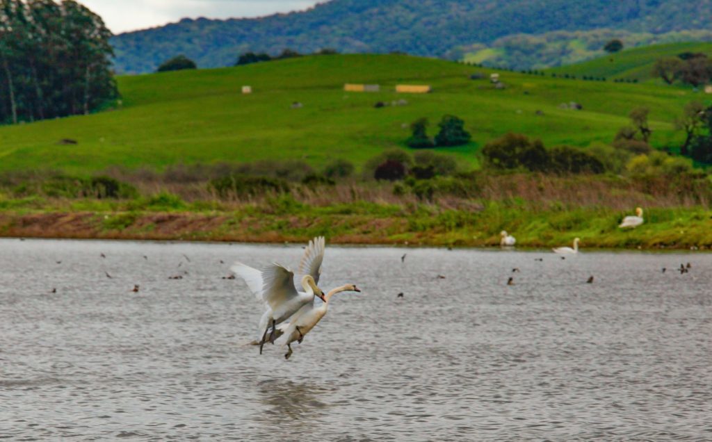 Petaluma, CA, USA._Tuesday, April 02, 2019. Dozens of mute swans from Canada have been spotted at Shollenberger Park recently. Early spring is an active time for bird watching at Petaluma's wildlife sanctuary.(CRISSY PASCUAL/ARGUS-COURIER STAFF)