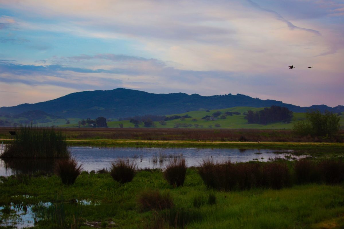 The wetlands at Petaluma's Shollenberger Park and the Ellis Creek Trail have been included on an international list of critical wetlands worth protecting. The Ramsar Wetlands of International Importance, a designation from the Switzerland-based International Union for Conservation of Nature will be helpful in securing grants for wildlife conservation and preservation. (CRISSY PASCUAL/ARGUS-COURIER STAFF)