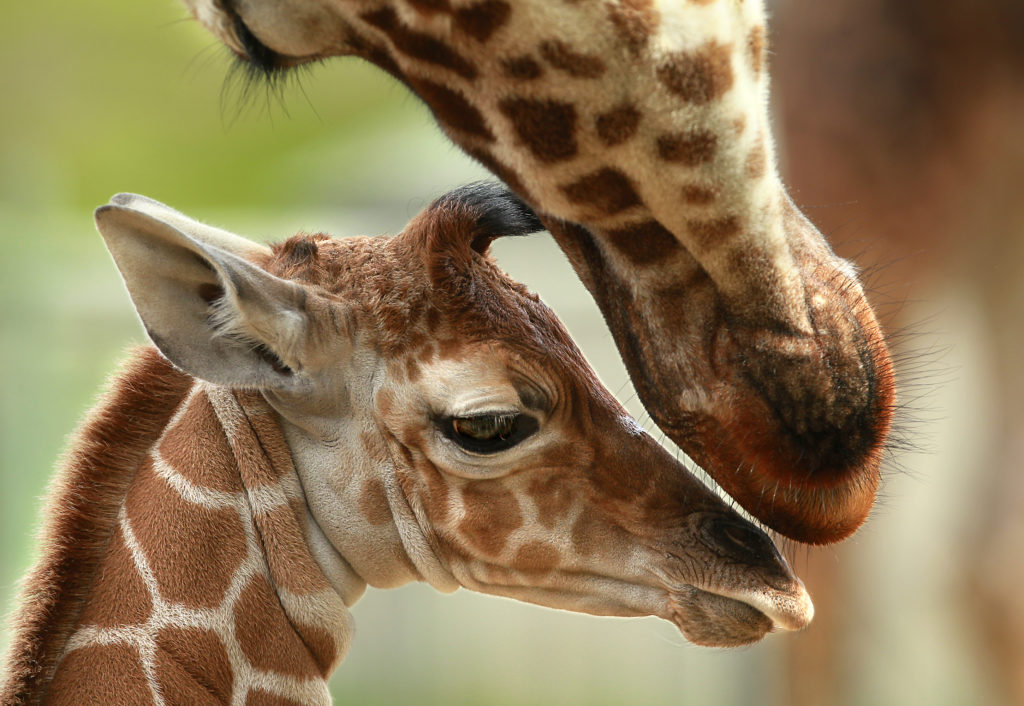 Giraffe fun fact: The human has 7 neck vertebrae, so do giraffes, they're just a lot bigger. Safari West welcomed the latest baby giraffe to the largest private herd in the country.