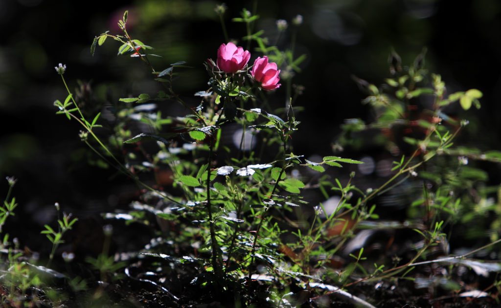 Carpet roses reach skyward at Bouverie Preserve, Wednesday, April 25, 2018 in Glen Ellen. The preserve was overrun by the Nuns fire last October, invigorating new growth of wildflowers. (Kent Porter / The Press Democrat) 2018