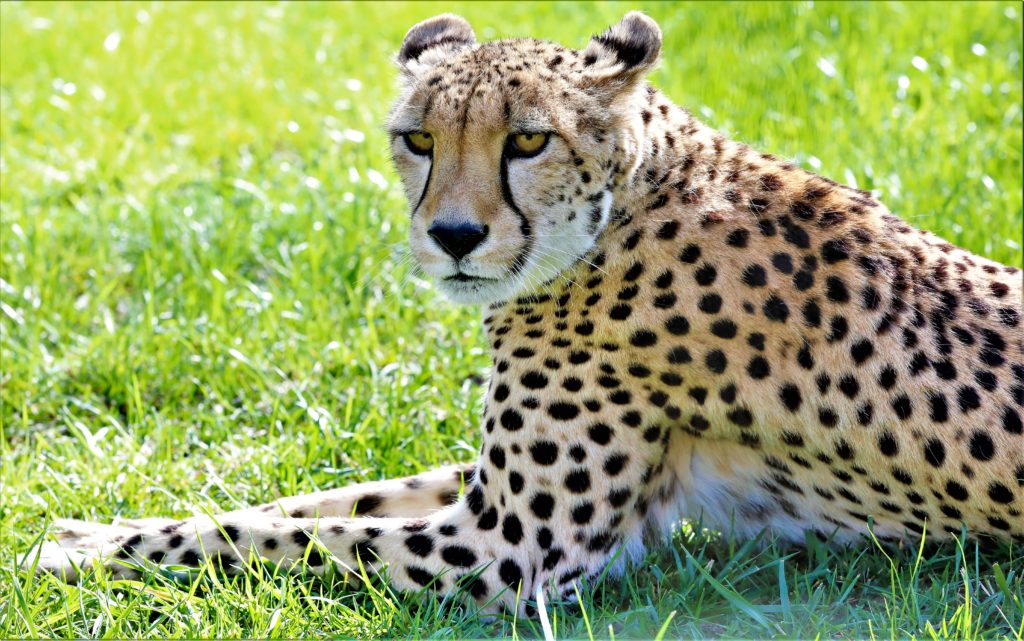 Sahara, a 12-year old cheetah, enjoys the midday sun at Safari West in Santa Rosa. (Will Bucquoy/for the Press Democrat)