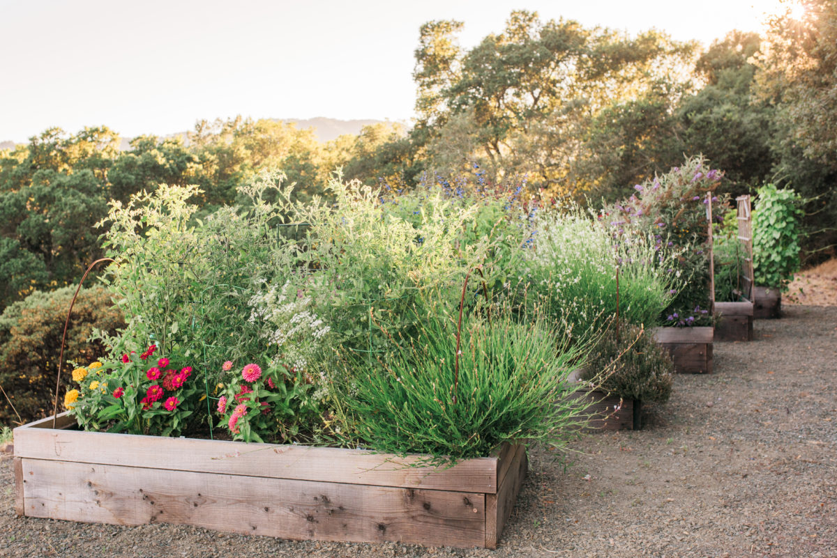 Hollie loves her raise garden beds.