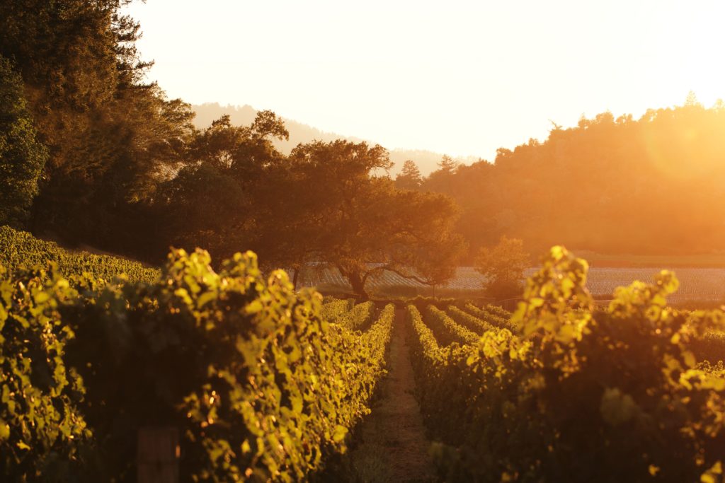 10 Wine Country Instagram Accounts You Need to Follow