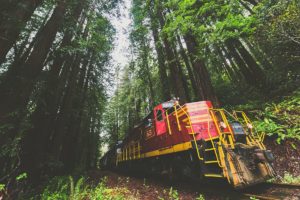 Skunk train