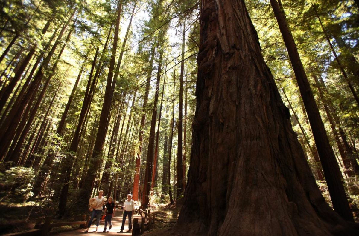 People hike through Armstrong Redwoods State Natural Reserve in Guerneville. (Christopher Chung / The Press Democrat)