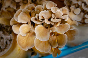 Maitake Frondosa mushrooms at Gourmet Mushroom Inc. in Sebastopol. Heather Irwin/PD