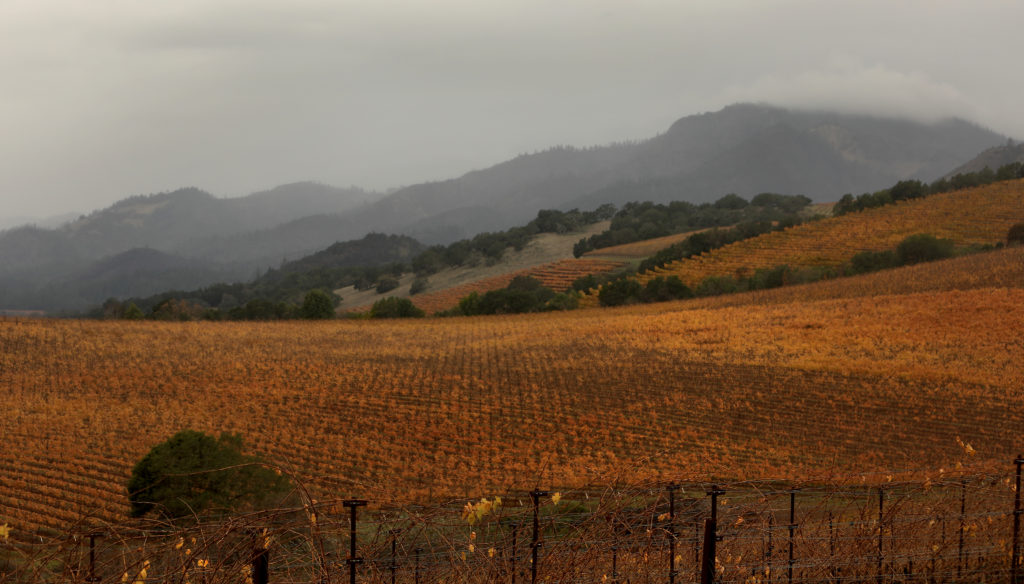 Sugarloaf Ridge State Park is shrouded in rain clouds as the Kunde Family Winery vineyards keep their grip on the last colors of fall, photographed from Nelligan Road above Kenwood, Wednesday, Dec. 5, 2018. (Kent Porter / The Press Democrat) 2018