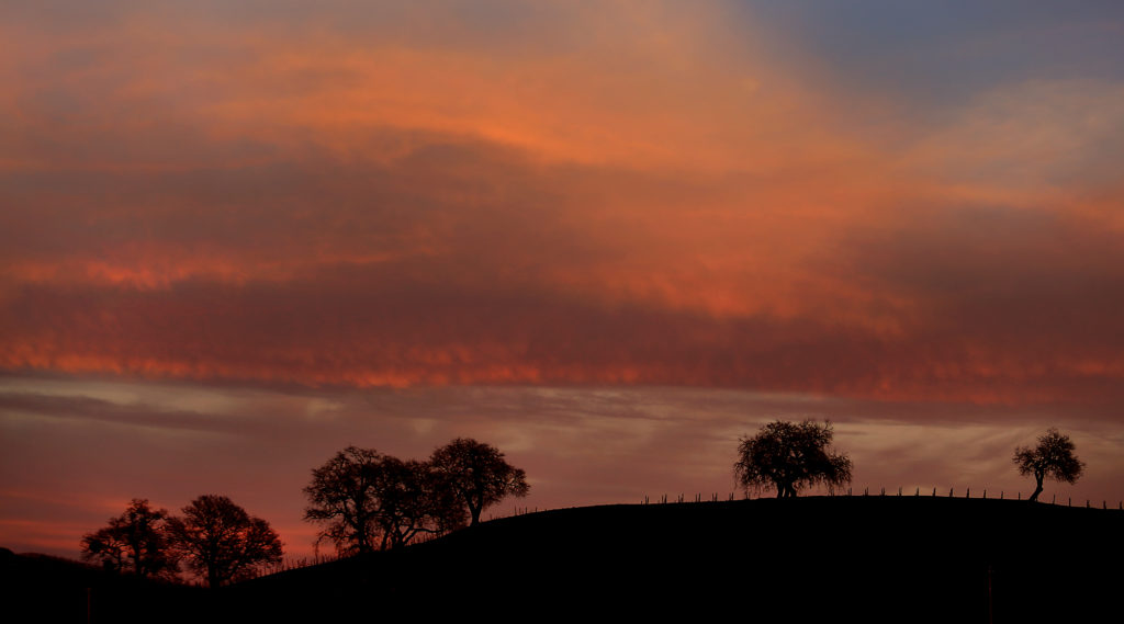 Sunset over a hillside vineyard in Windsor, Thursday Feb. 11, 2016. (Kent Porter / Press Democrat) 2016