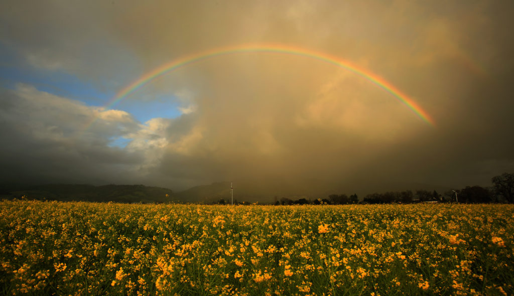 A late winter storm provides theatrics over a field of mustard in the Alexander Valley, Thursday Feb. 18, 2016. (Kent Porter / Press Democrat) 2016