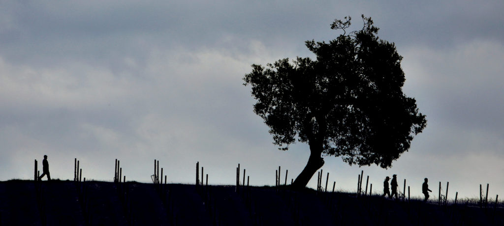 Storm clouds gather as vineyard workers walk to a break area after tying vines at Copain Wines off Eastside Road in Windsor, Monday March 13, 2018. (Kent Porter / Press Democrat) 2018