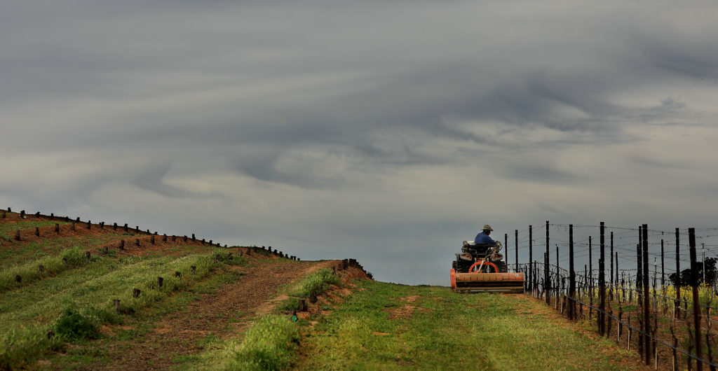 The last day of winter gives way to brewing spring storm, Tuesday, March 19, 2019 as a vineyard is mowed of cover crops along Guerneville Road near Santa Rosa. (Kent Porter / The Press Democrat) 2019