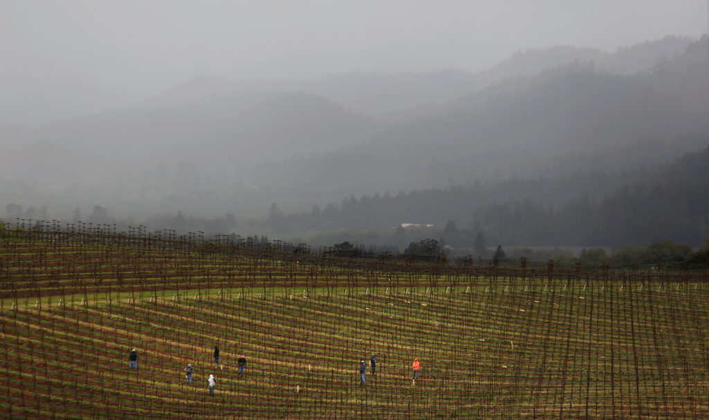 An afternon shower covers the Mayacamas Mountains as vineyard workers tie back vines at Kunde Estate in Kenwood, Wednesday March 22, 2017. (Kent Porter / The Press Democrat) 2017