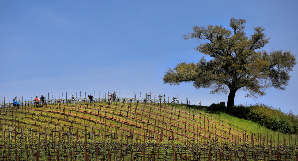 Vineyard workers perform maintenance on vines Russian River growing region near Forestville, Wednesday, April 10. 2019. (Kent Porter / The Press Democrat) 2019